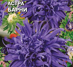 Астра Страусово перо Барни