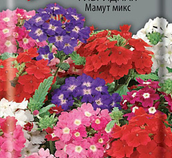 Вербена гибридная Мамут микс