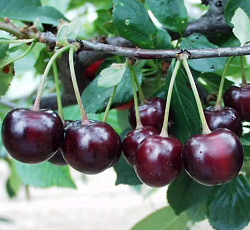 Вишня - Морозовка