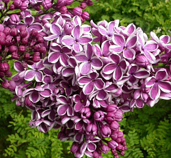 Сирень обыкновенная - Сенсейшн