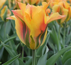 Тюльпан (Зеленоцветный) - Голден Артист