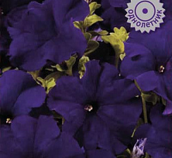 Петуния грандифлора Аладдин Синяя