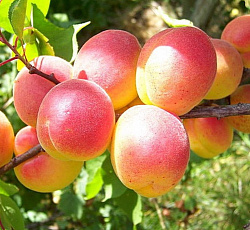 Абрикос - Лель