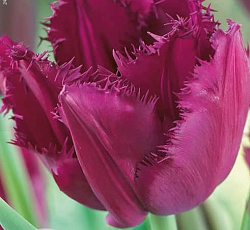 Тюльпан (Бахромчатый) - Керли Сью