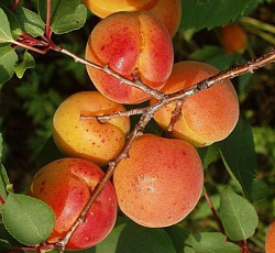 Абрикос - Алеша