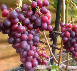 Виноград (плодовый) - Краса Никополя