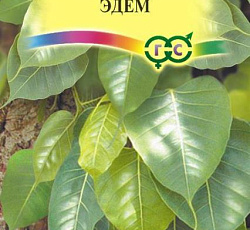 Фикус священный Эдем