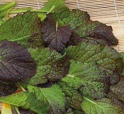 Горчица салатная Садко