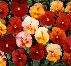 Виола Виттрока Терракотовые тени F1