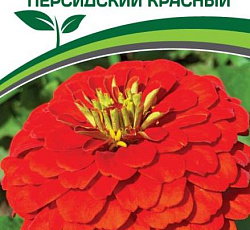 Цинния георгиновидная "Фэнтези" F1 Персидский Красный