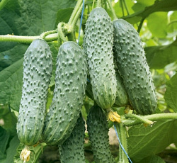 Огурец Быстрый старт F1