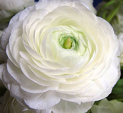 Лютик (Ранункулюс) Цветущая долина белая F1