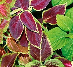 Колеус блюме Райнбоу (смесь сортов)