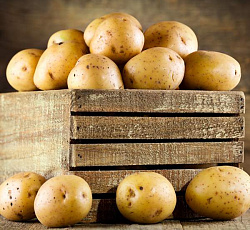 Картофель Реванш