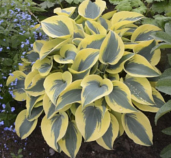 Хоста (гибридная) - Отем Фрост