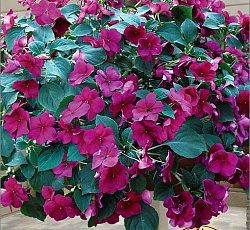 Импатиенс (бальзамин) ампельный “Хайлайт” F1 Бургунди