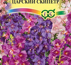 Коровяк Царский скипетр (смесь окрасок)