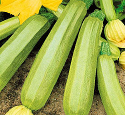 Кабачок Кавили F1