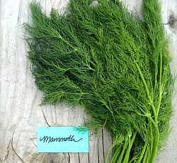 Укроп Мамонт
