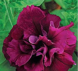 Петуния махровая многоцветковая Дуо бургунди