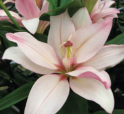 Лилия (азиатская махровая) - Бентли