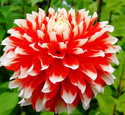 Георгина (бахромчатая) - Ноэль