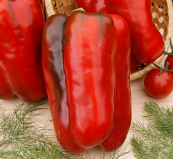 Перец сладкий Звезда Востока гигантская красная F1