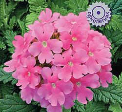 Вербена Кварц Пинк