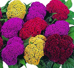 Целозия Коралловый сад