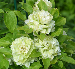 Клематис (крупноцветковый) - Кохана (Люкс)