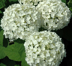 Гортензия (древовидная) - Анабель