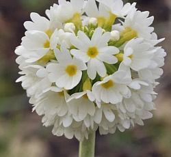 Примула (мелкозубчатая) - Альба