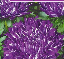 Астра Пионовидная Риббон синяя