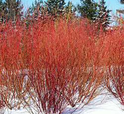 Дерен (красный) - Энни Уинтер Ориндж