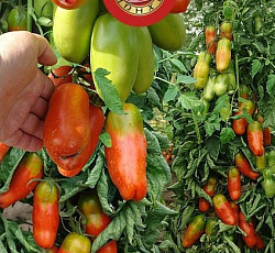 Томат Жиголо XXL