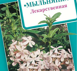 Мыльнянка Лекарственная