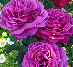 Роза (флорибунда) - Дойче Велле