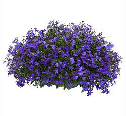 Лобелия