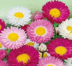 Гелиптерум розовый Хоровод (смесь окрасок)