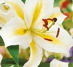 Лилия (восточная) - Венесуэла