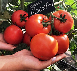 Томат Ажур F1