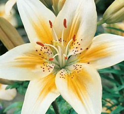 Лилия (азиатская) - Ориндж Электрик