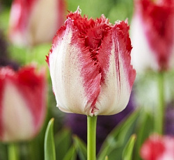 Тюльпан (Бахромчатый) - Свит Парадиз
