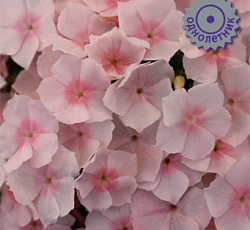 Флокс друммонда Этни Салмон