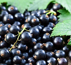 Смородина черная (традиционная) - Валовая