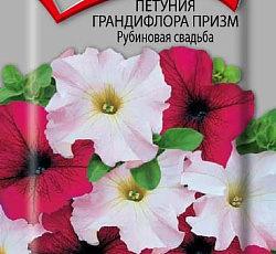 Петуния Грандифлора Призм Рубиновая свадьба