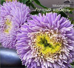 Астра китайская Хризантелла Лунный камень