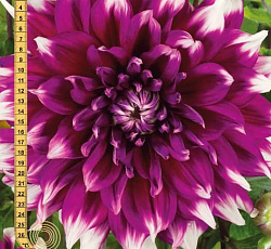 Георгина (декоративная) - Ярра Фоллс