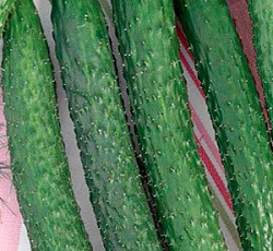 Огурец Китайский император F1