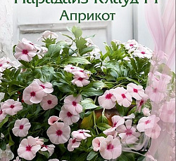 Катарантус Парадайз Клауд Априкот F1